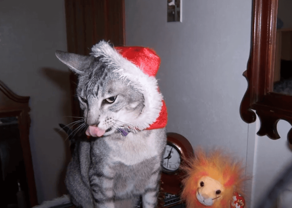 Understanding Sibling Kitten Nursing