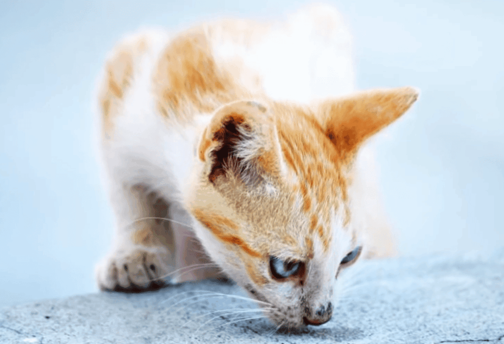 When Can Kittens Be Separated From Their Mother?