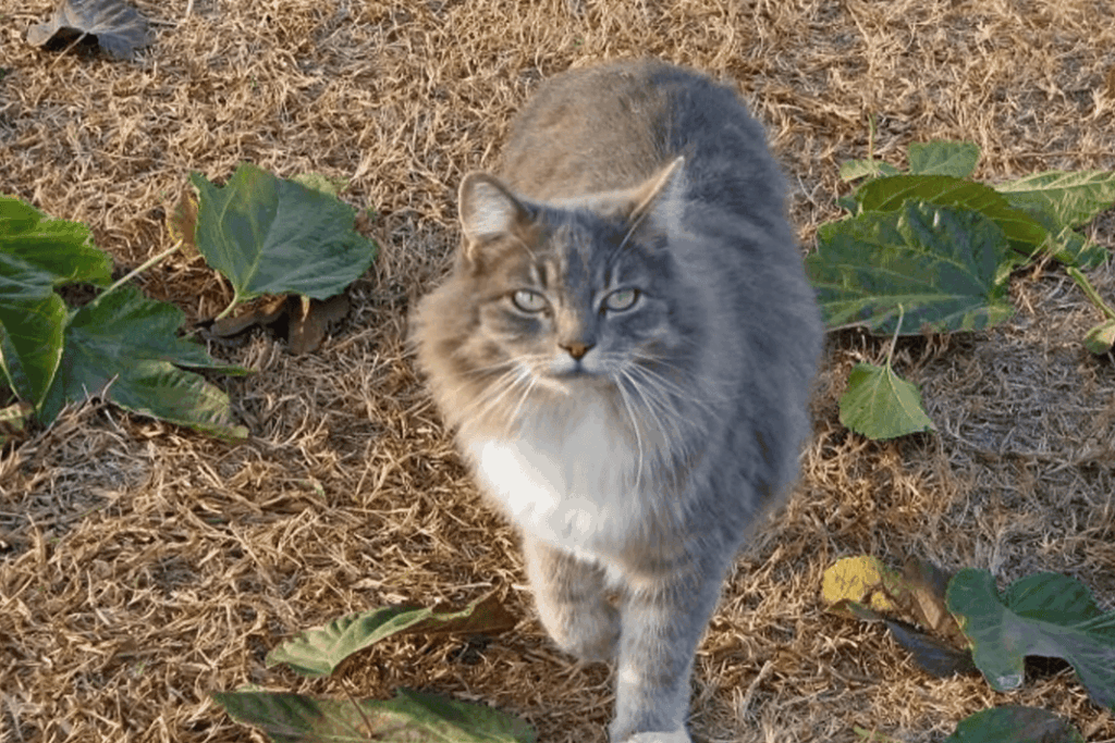 Reasons Your Kitten Is Trying to Nurse on You