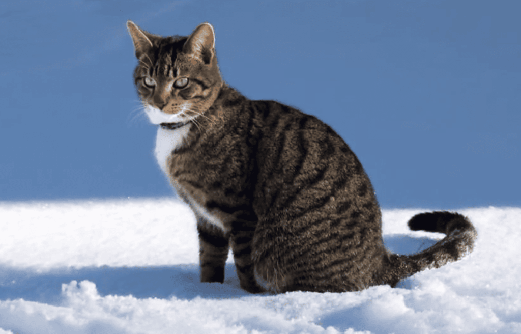 Reasons Your Kitten Is Trying to Nurse on You