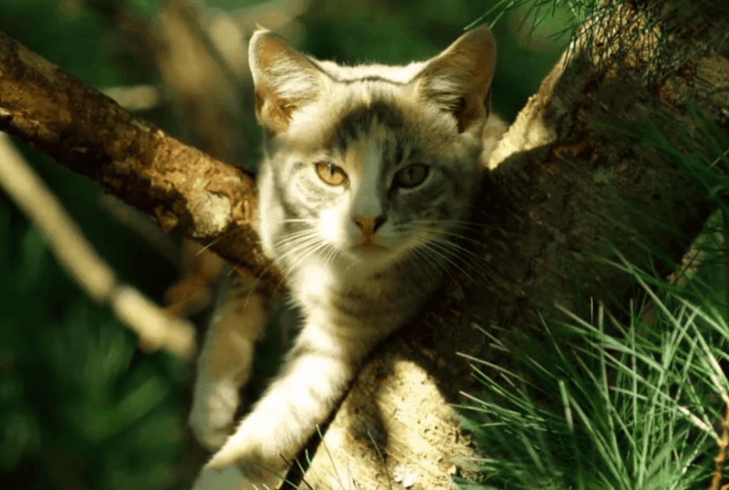 When Can Kittens Be Separated From Their Mother?