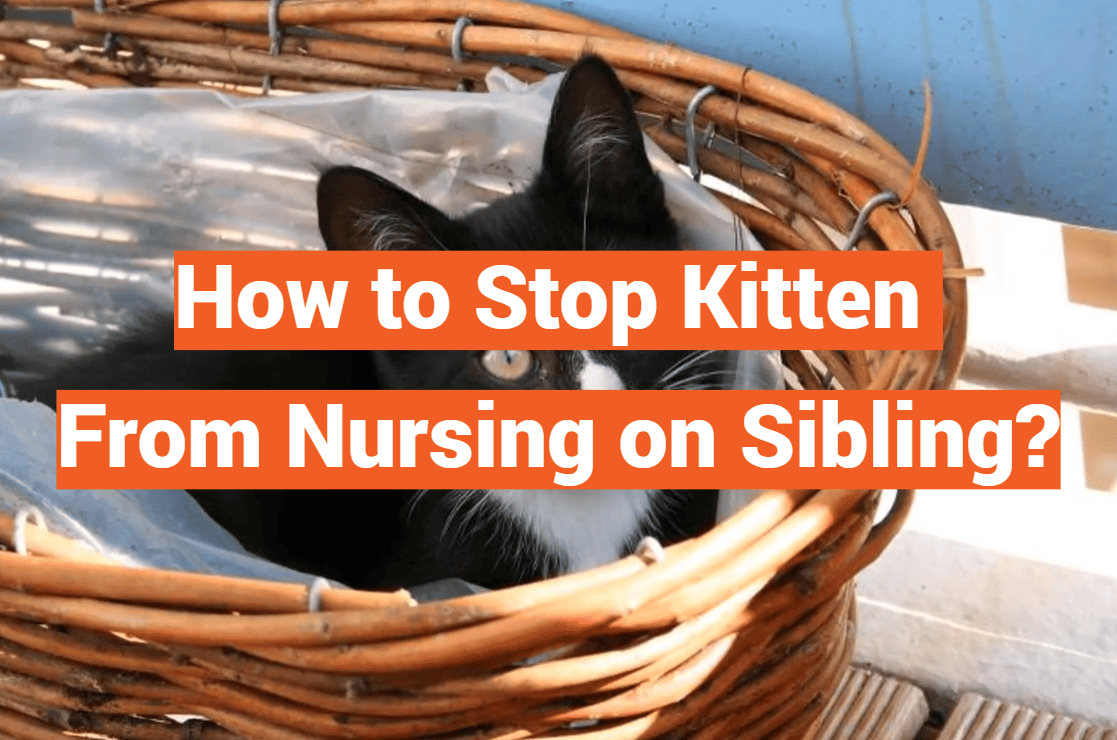 How to Stop Kitten From Nursing on Sibling?