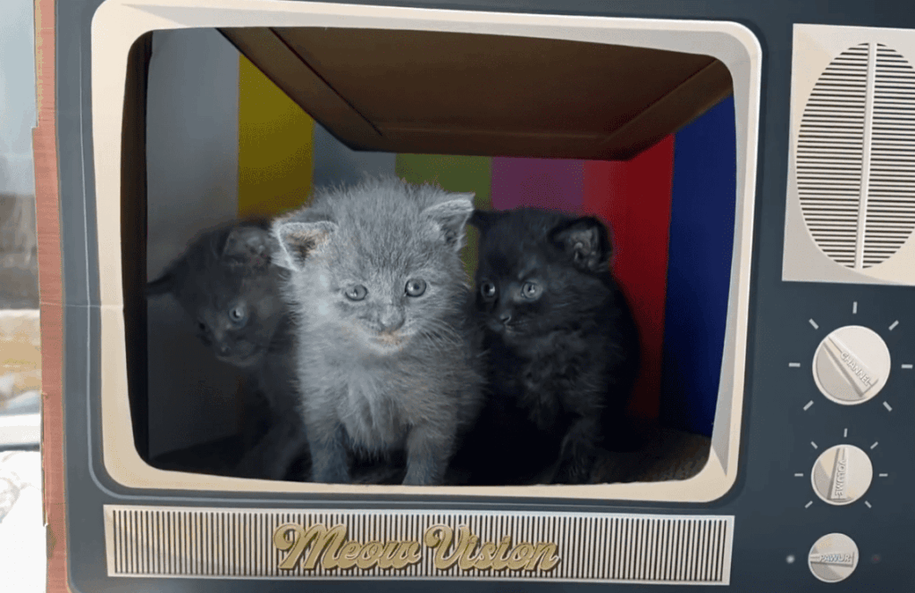 What do tremors look like in cats?