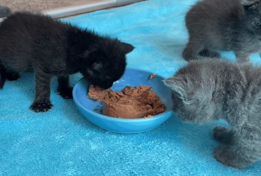 Understanding kitten shaking: possible reasons why your kitten shakes