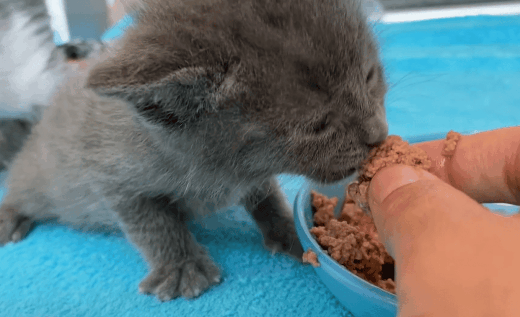 Understanding kitten shaking: possible reasons why your kitten shakes