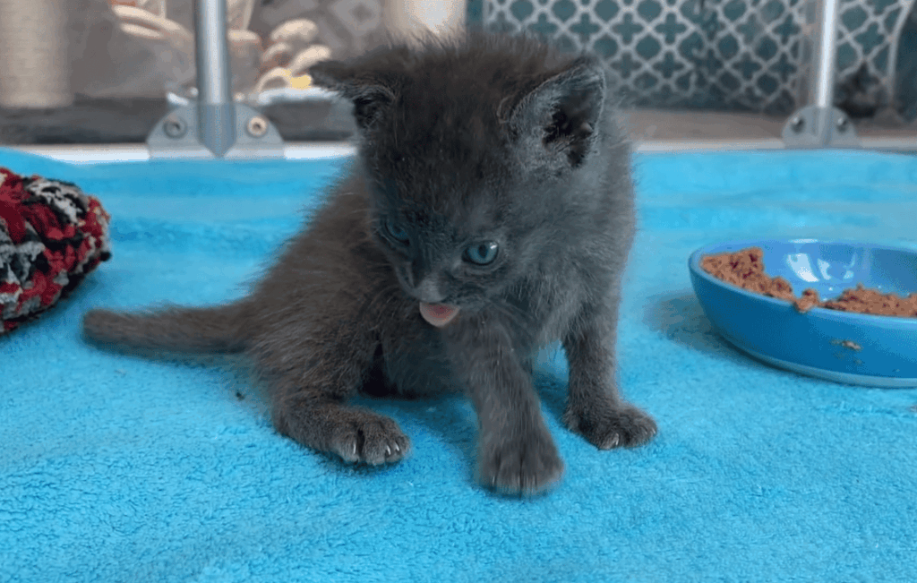 Understanding kitten shaking: possible reasons why your kitten shakes
