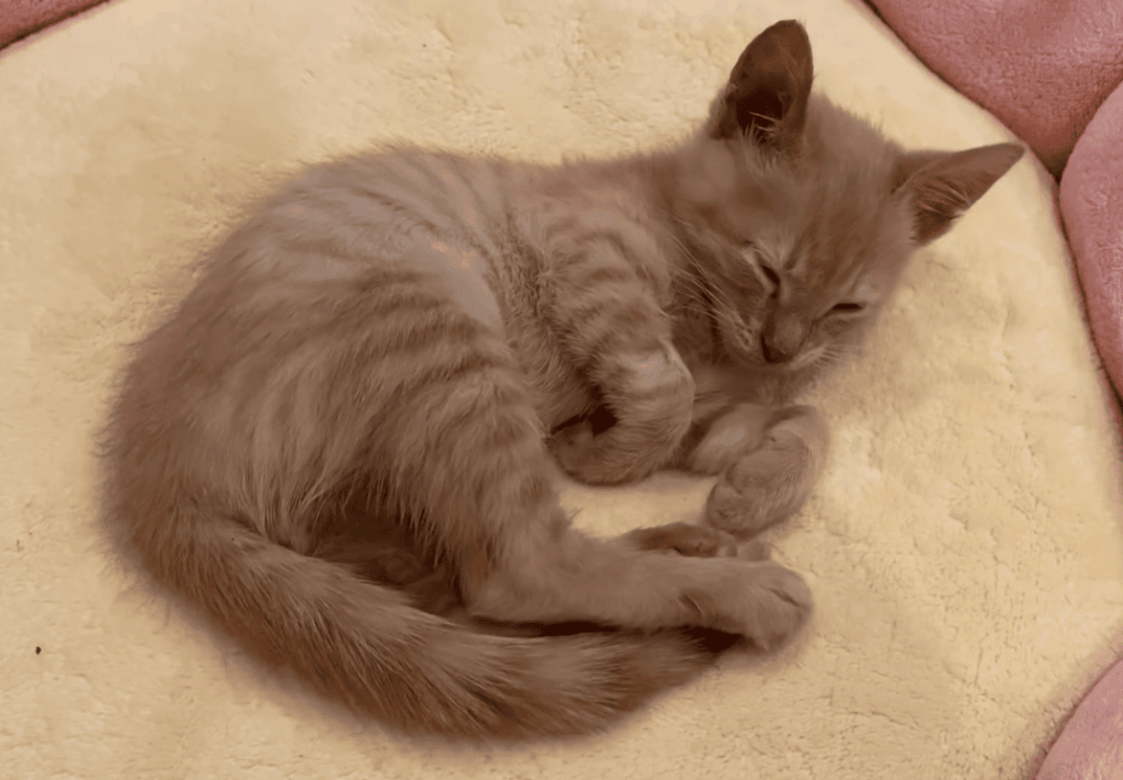 How can you help your cat's tremors?