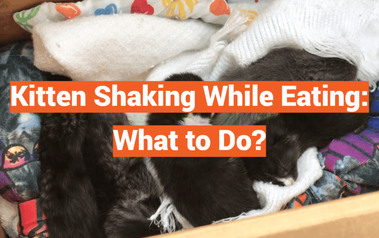 Kitten Shaking While Eating: What to Do?